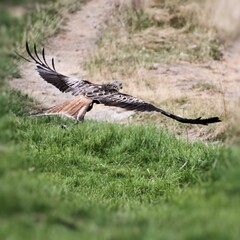 A Red Kite in flight