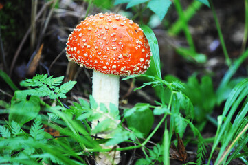 fly agaric in the forest-mushroom with a red hat