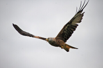 A Red Kite in flight