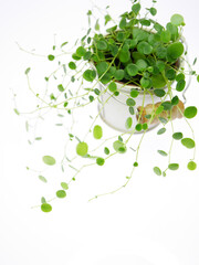 ペペロミア・ジェミニ03