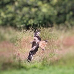 A Red Kite in flight