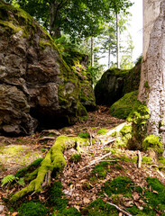Path through forest rocks and trees