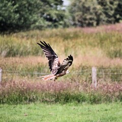 A Red Kite in flight