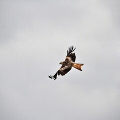 A Red Kite in flight