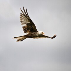 A Red Kite in flight