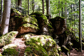 Forest rocks surrounded by trees