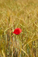 Obraz premium Amapola Silvestre