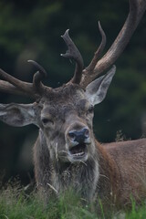 Portrait of  an male fallow deer with large antlers, in Tatton Park, Cheshire, UK