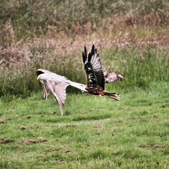 A Red Kite in flight