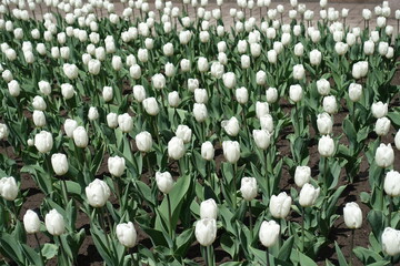 Tulips with lots of pure white flowers in April