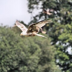 A Red Kite in flight
