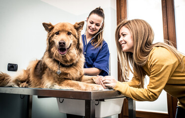 Veterinary doctor checking dog heart with medical tool. Owner comforting the animal
