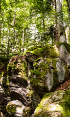 Rocks in forest with green moss