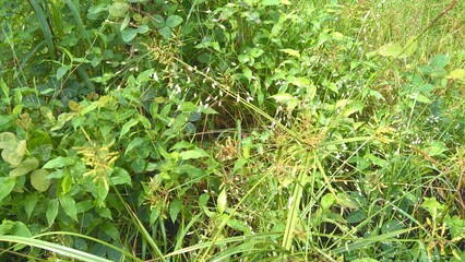 closeup view of fresh green grass with flower buds for multipurpose use