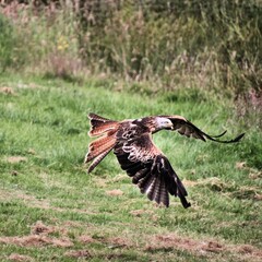 A Red Kite in flight