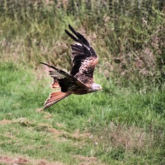 A Red Kite in flight