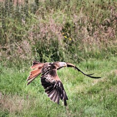 A Red Kite in flight