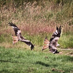 A Red Kite in flight