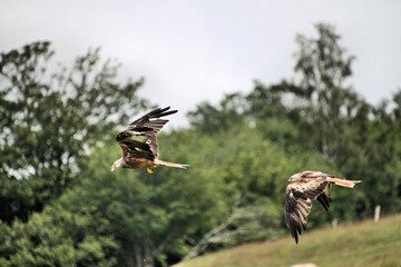 A Red Kite in flight
