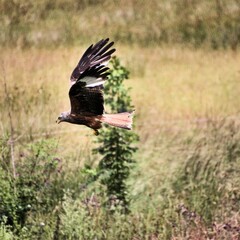 A Red Kite in flight
