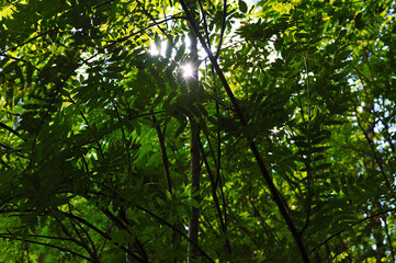 abstract forest background  - tree trunks and leaves in summer time