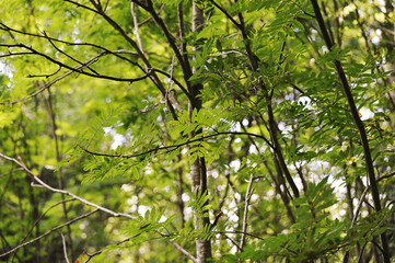 Fototapeta premium abstract forest background - tree trunks and leaves in summer time