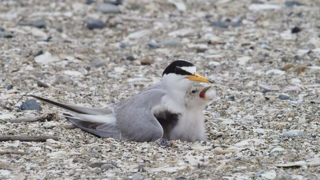 コアジサシ親子(little tern)