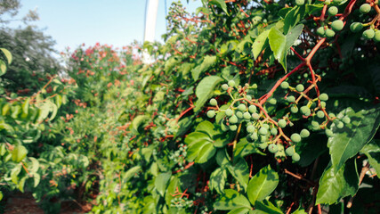 Unripe and immature wine grapes with leaves. Growing grape plantation in natural background. 