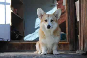 Welsh Corgi Pembroke sits on the wooden porch of the house