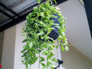 small plant in pot eith green leaf.