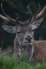 Portrait of  an male fallow deer with large antlers, in Tatton Park, Cheshire, UK
