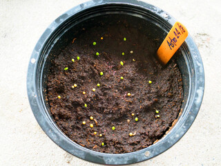 Seedlings of cactus name is astrophytum.