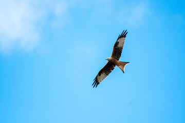 Red Kite soaring against blue sky