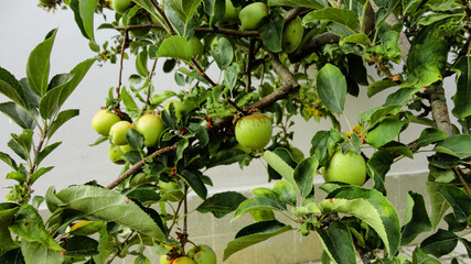 Fresh organic green apples hanging from the tree branch in an apple orchard