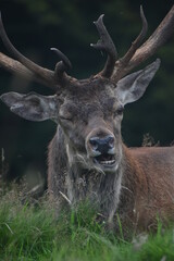 Portrait of  an male fallow deer with large antlers, in Tatton Park, Cheshire, UK
