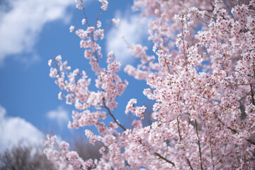 桜と青空