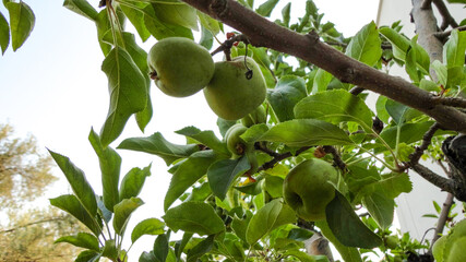 Fresh organic green apples hanging from the tree branch in an apple orchard