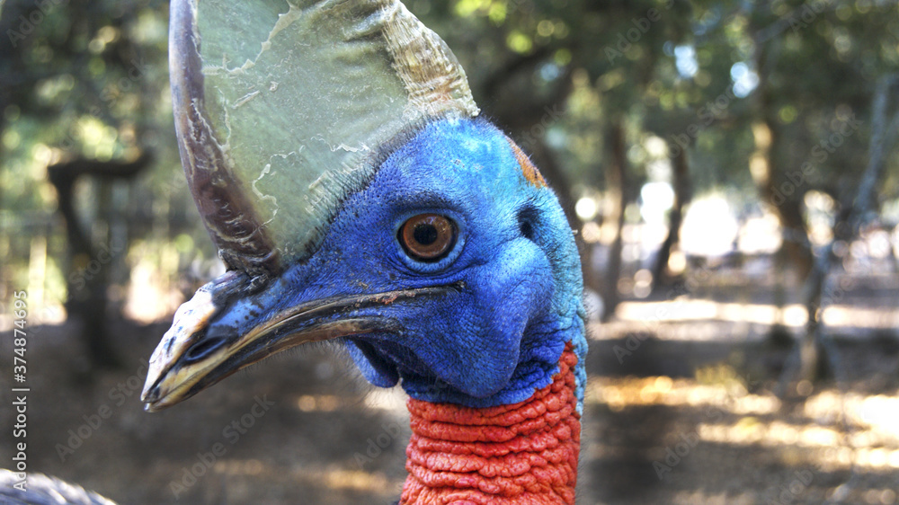 Poster closeup portrait of a cute southern cassowary bird in a park