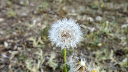 White dandelion flower and seeds in natural background