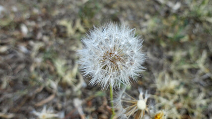White dandelion flower and seeds in natural background