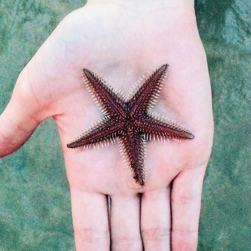 Midsection Of Woman Hand Holding Starfish Over Water .wish Upon A Starfish