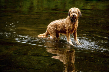 Wet tawny young female dog briard (french shepherd) standing in water.