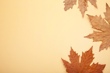 Fototapeta premium Colorful autumn maple leaves on beige background with copy space