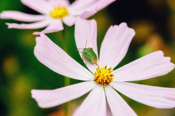 Green bug on fuchsia flower in garden, summer background