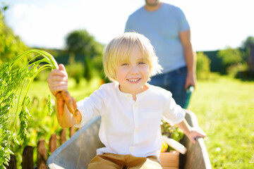 Happy little boy having fun in a wheelbarrow pushing by dad in domestic garden on warm sunny day....