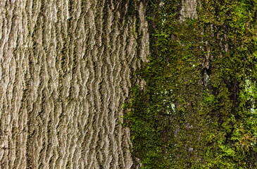 Tree bark with moss