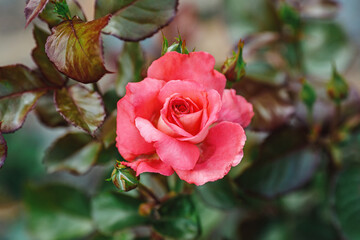Beautiful big pink rose in garden, closeup