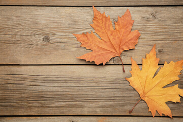 Obraz premium Colorful autumn maple leaves on grey wooden background with copy space