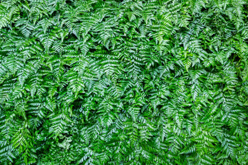 Green leaf background Overlapping As a background to place text