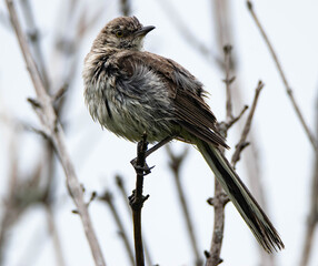 Palm island, Massachusetts - bird in tree alongside broadwalk